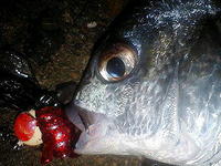 根魚ボンボンで・・・・・・・・・