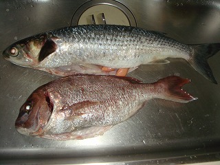 名古屋近郊の釣り チェリー号 海育ちのボラは臭くないけど川のボラは臭い