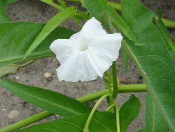 名古屋近郊の釣り チェリー号 空芯菜