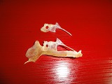 チェリー号はワカメ採り