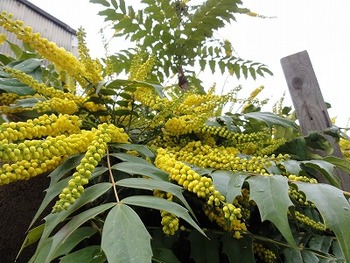 目に留まった柊の花