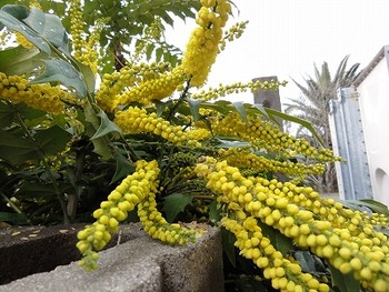 目に留まった柊の花