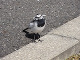 可愛い小鳥を見つけました