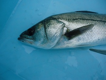 2月5日（日）チェリー号　ルアー釣り