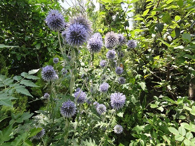 チェリー号船頭の花日記 瑠璃玉薊 るりたまあざみ