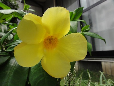 チェリー号船頭の花日記 アラマンダ