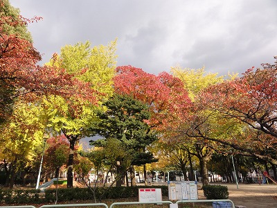 名古屋市内の紅葉