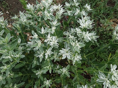 チェリー号船頭の花日記 ハツユキソウ 初雪草