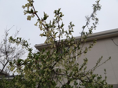 チェリー号船頭の花日記 子供のころ食べた グミの実 の記憶は 渋ッ です