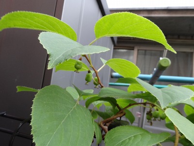 チェリー号船頭の花日記 サルナシ