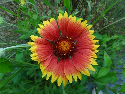 チェリー号船頭の花日記 天人菊