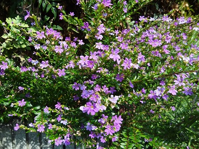 チェリー号船頭の花日記 クフェア