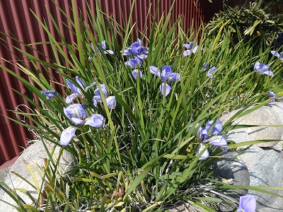 チェリー号船頭の花日記 ヒメシャガ 姫射干 姫著莪