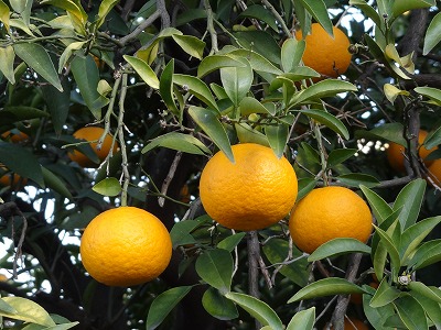 チェリー号船頭の花日記:ナツミカン(夏蜜柑) チェリー号船頭の花日記:ナツミカン(夏蜜柑)