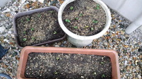 green soybeans 2013/05/12 10:37:34