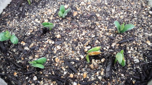 green soybeans