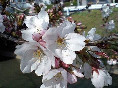 桜開花
