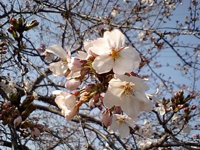 桜開花