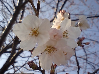 桜開花　2010