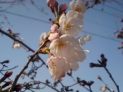 桜開花　2010