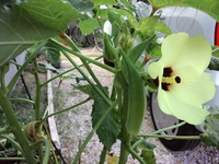 オークラ 2013/09/01 10:08:57