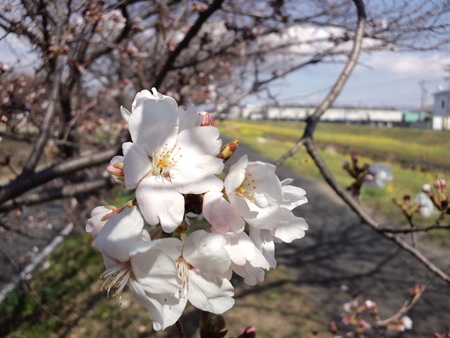 桜開花　2011
