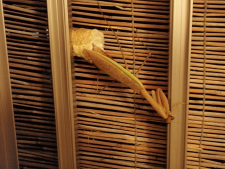 Mantodea