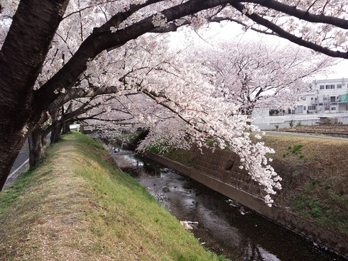 桜トンネル