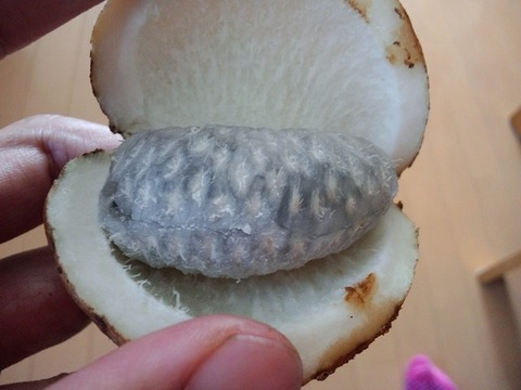あけび