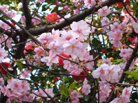 ■河津桜は満開♪