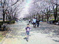 桜満開だぜ～～！