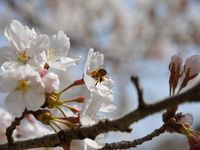お花見ランチ。