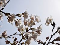 お花見ランチ。