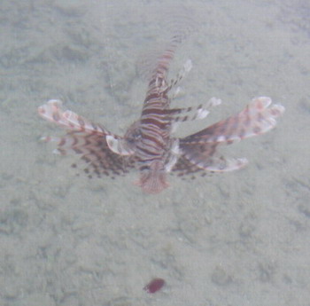 Scorpion fish.../＼(￣▼￣*)ｶﾝｻﾂ