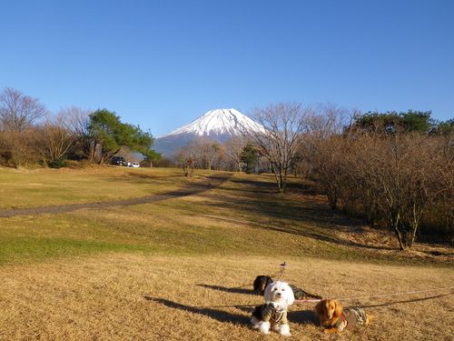 朝霧ジャンボリー　オートキャンプ場