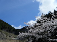 青笹山 2010/04/25 22:38:12