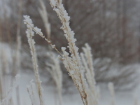 入笠山 2011/02/17 23:27:37