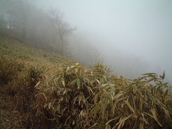 大光山②