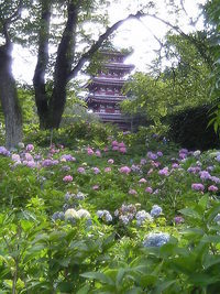紫陽花を見に。 2006/07/03 22:07:35