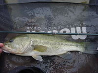 たまたまfish 2007/06/24 22:18:35