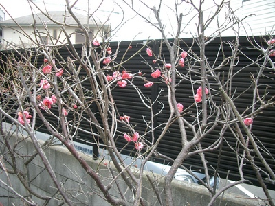 今年も・・