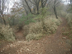 丹沢 山歩き 大山 ヤビツ峠ピストン