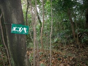 山歩き 三浦アルプス その３