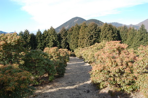 丹沢 山歩き シダンゴ山 ・宮地山編