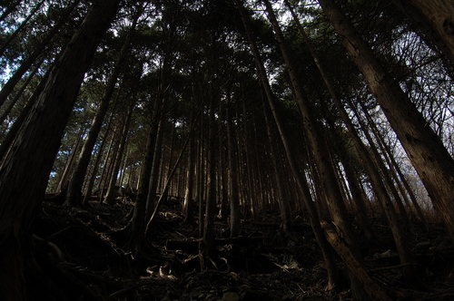丹沢 山歩き 塔ノ岳 戸沢周回ルート 後編