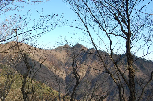 丹沢 山歩き 梅ノ木尾根 大山 後編