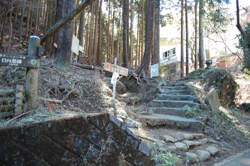 丹沢 山歩き 梅ノ木尾根 大山 後編