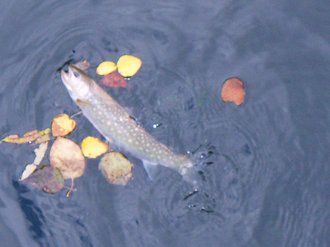 支笏湖　遠めがね