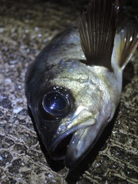 糸島でメバリング・・・からの 2015/02/03 12:06:42