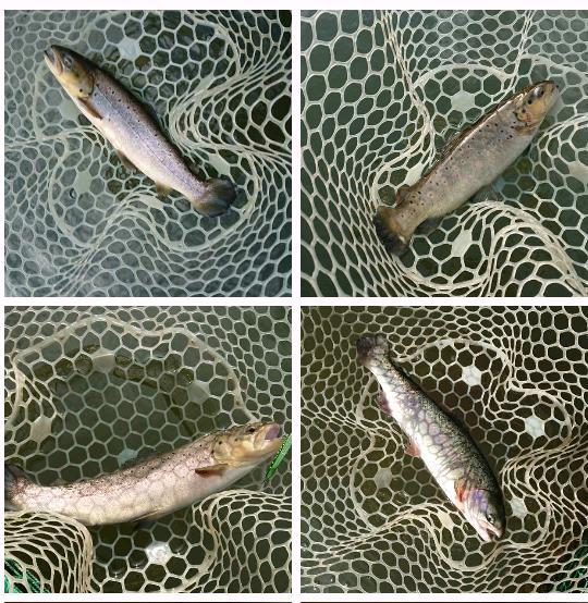 関西発 帰ってきた管釣りバカ日誌３ 管釣り 今期 3 やっぱりミノーイング最高